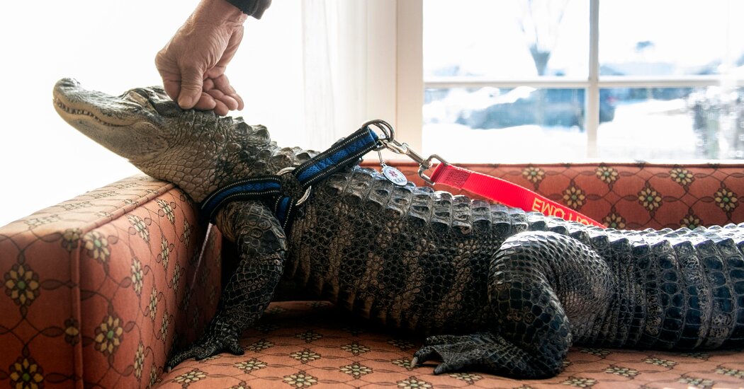 For the Phillies, a Flying Helmet, an Excluded Alligator and a Playoff Berth