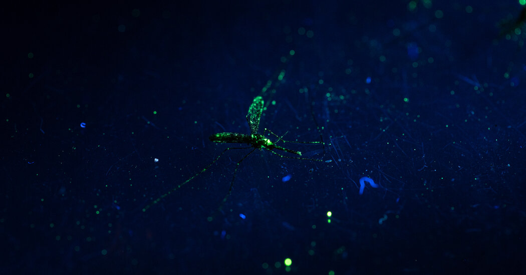The Gamble: Can Genetically Modified Mosquitoes End Disease?