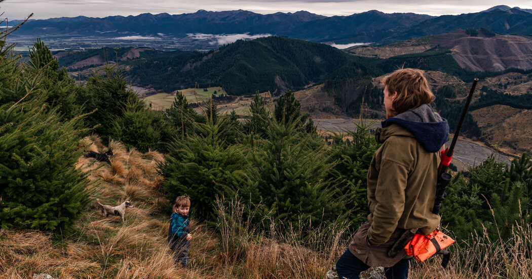 Hunting Contest Reveals Rifts Over Invasive Species in New Zealand