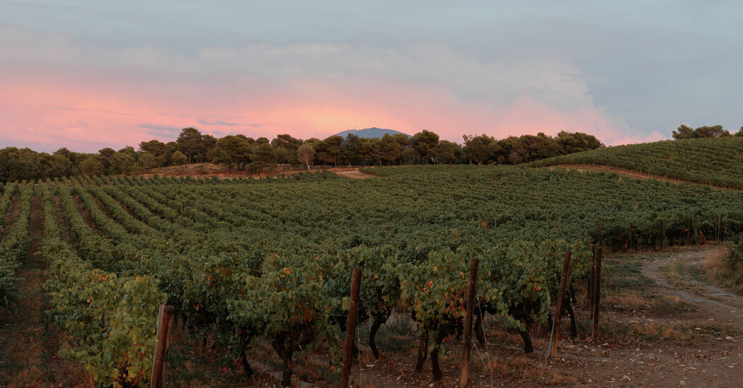 In Provence, Winemakers Confront Climate Change
